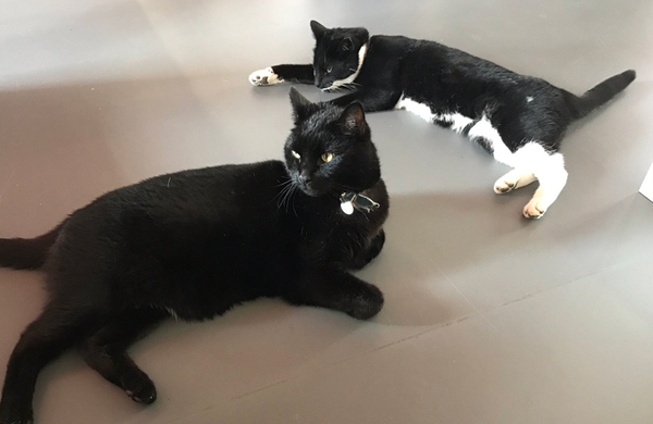 MarleyandPiratetheBushTheatres