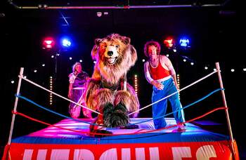 Hercules the Bear review